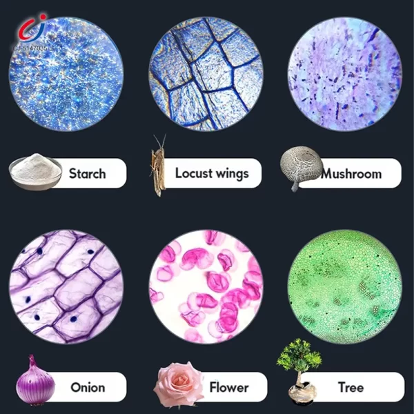 Wholesale Binocular Microscope Toy, Suitable For Teaching and Playing - Educational Toy Supplier From China